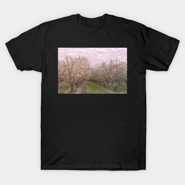 Blooming Almonds T-Shirt by jvnimages